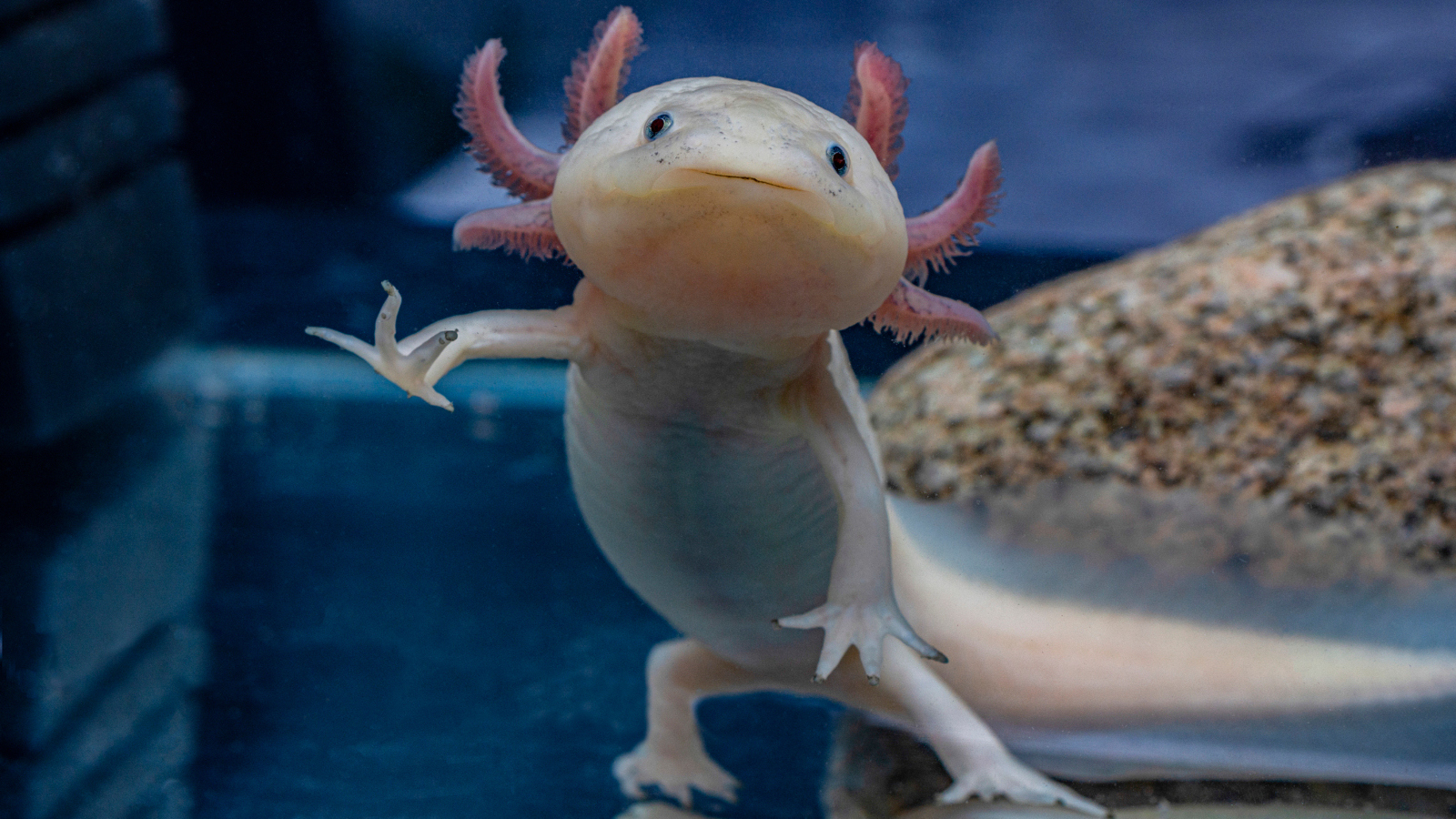real animals that look fake axolotl