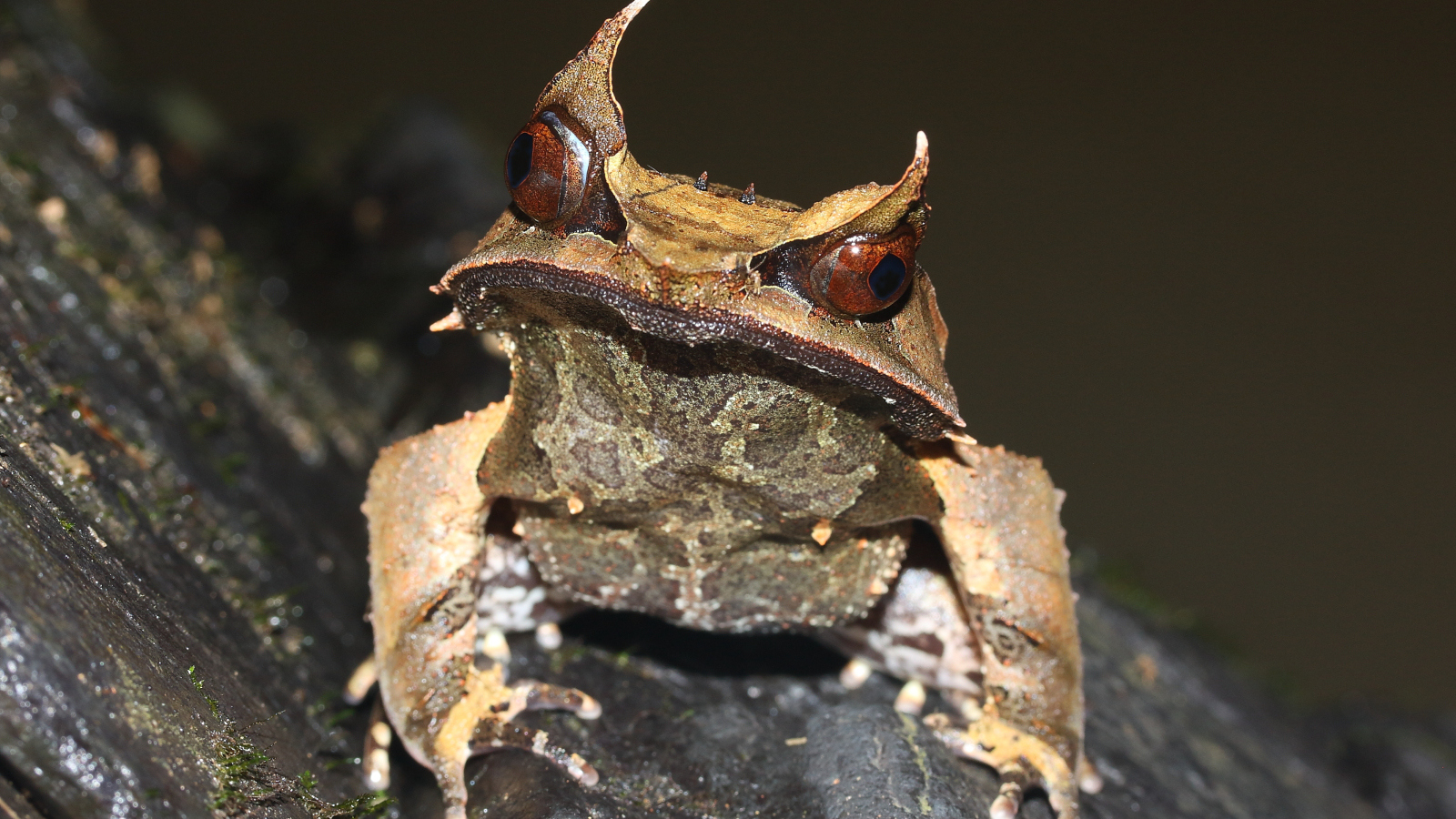 real animals that look fake long nosed horned frog