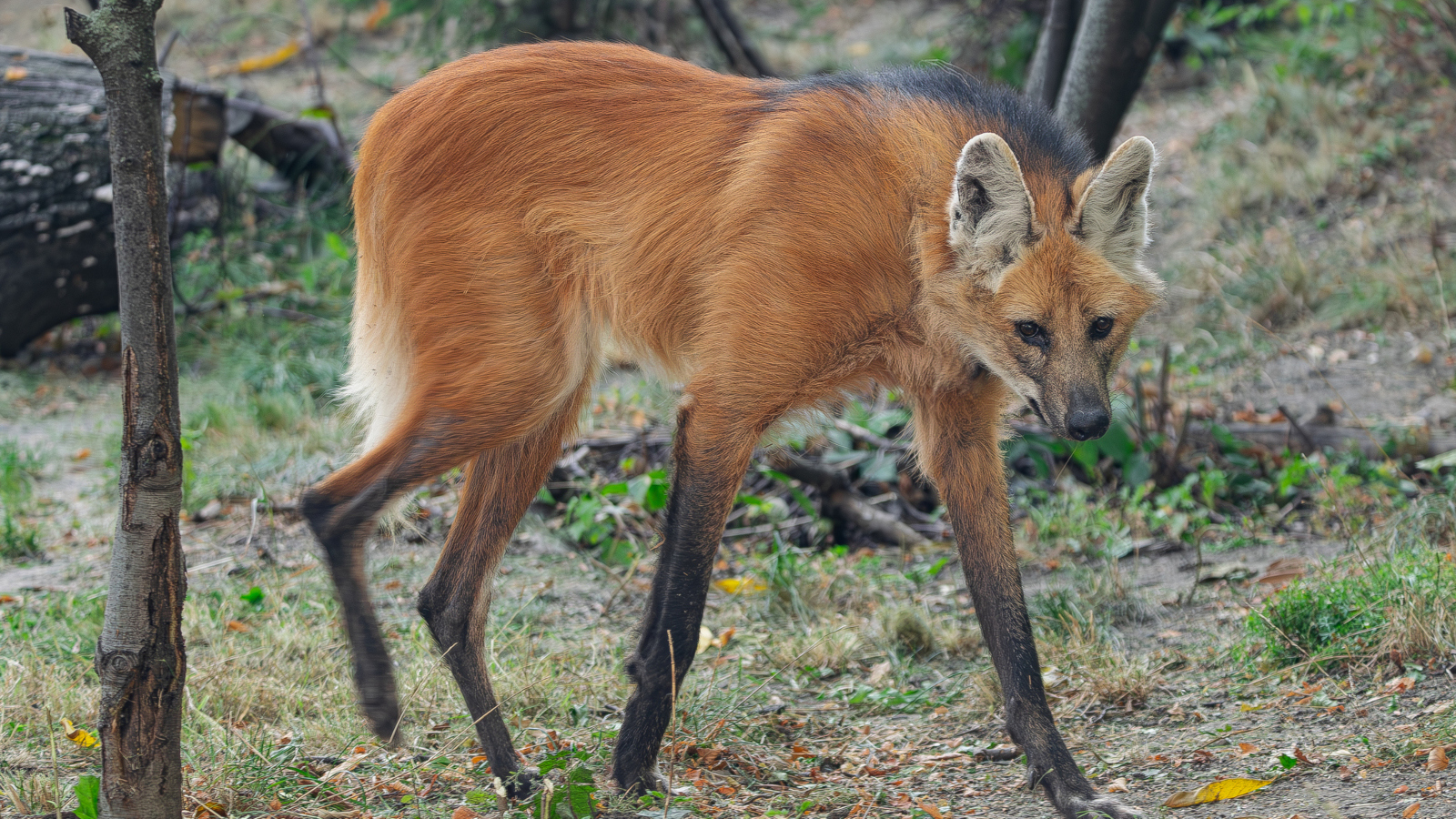 real animals that look fake maned wolf
