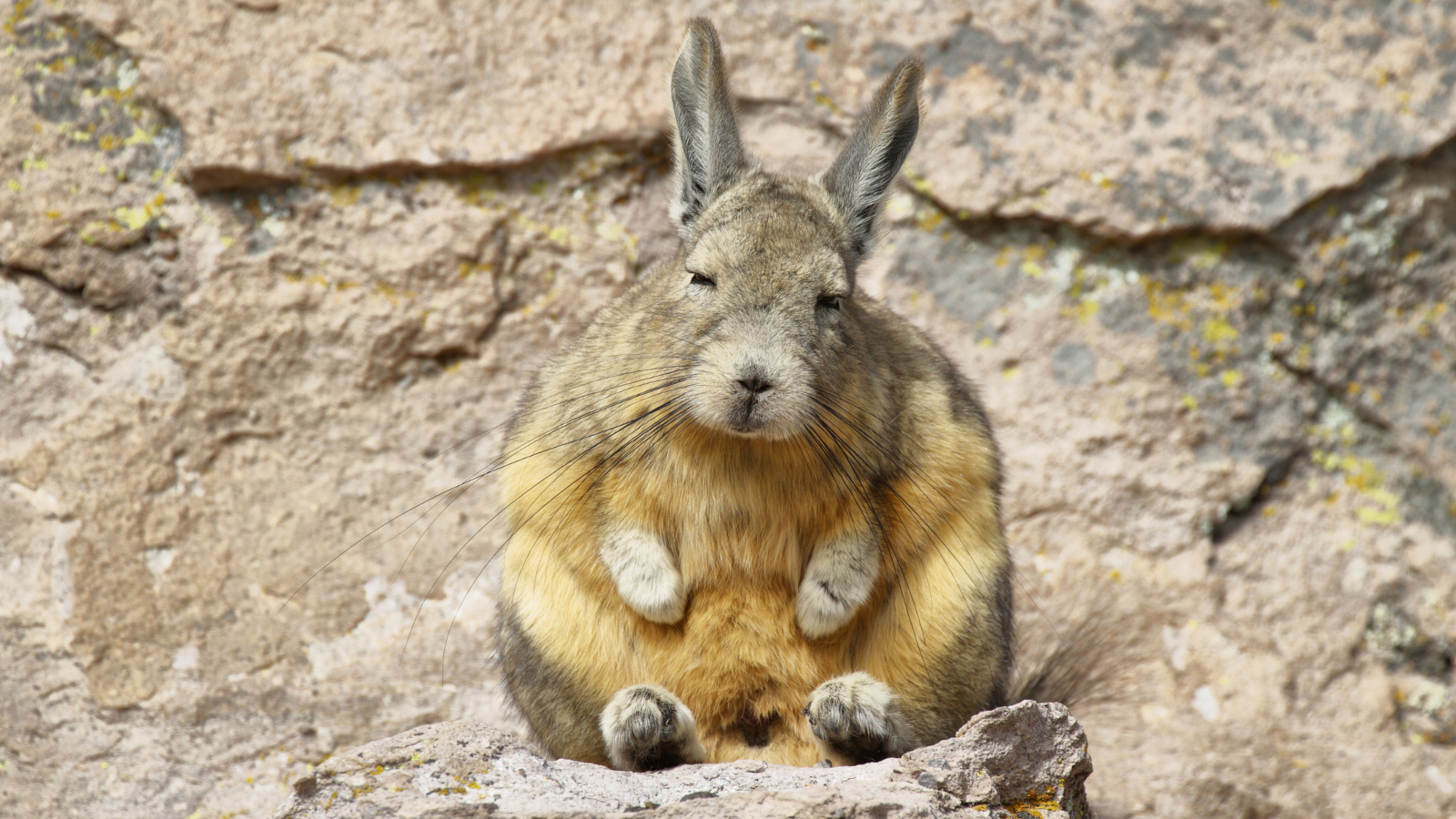 real animals that look fake mountain viscacha