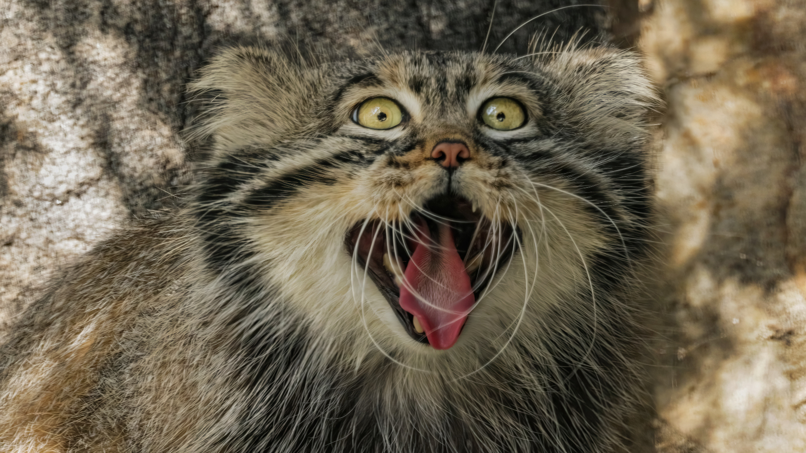 real animals that look fake pallas cat