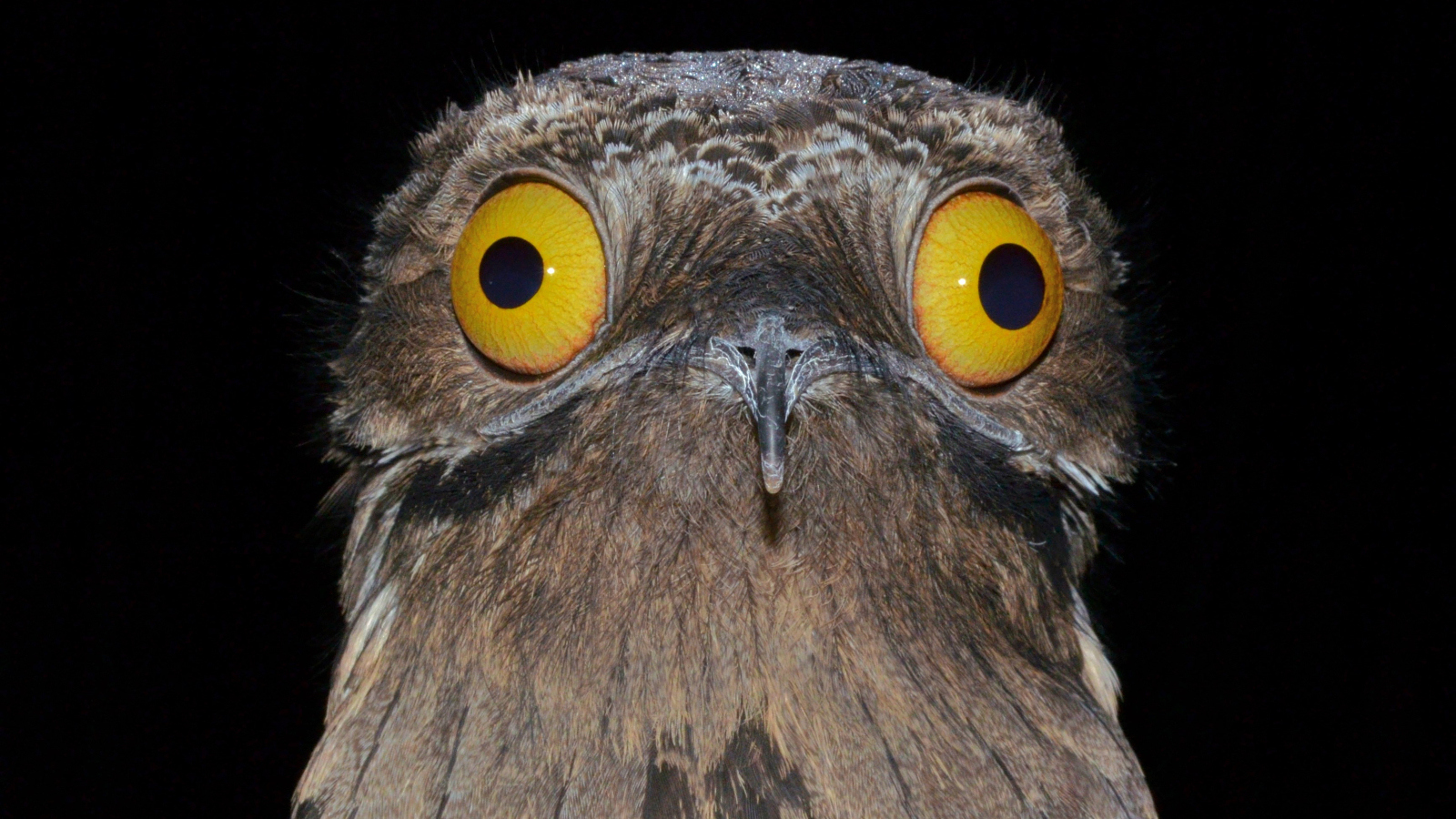 real animals that look fake Common Potoo bird