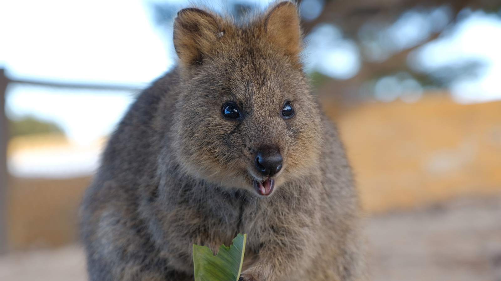 real animals that look fake Quokka