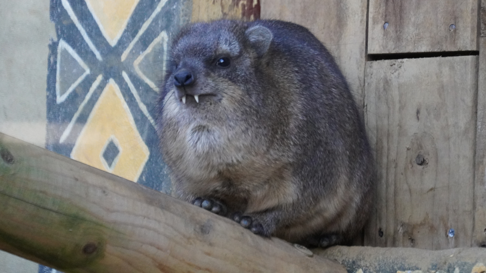 real animals that look fake Rock hyrax
