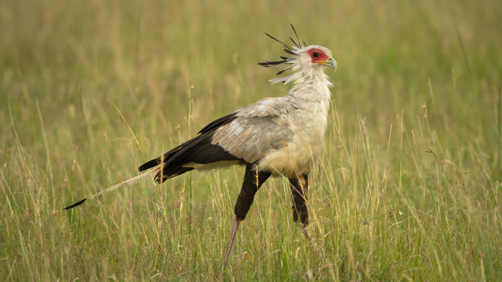 real animals that look fake African Secretary Bird