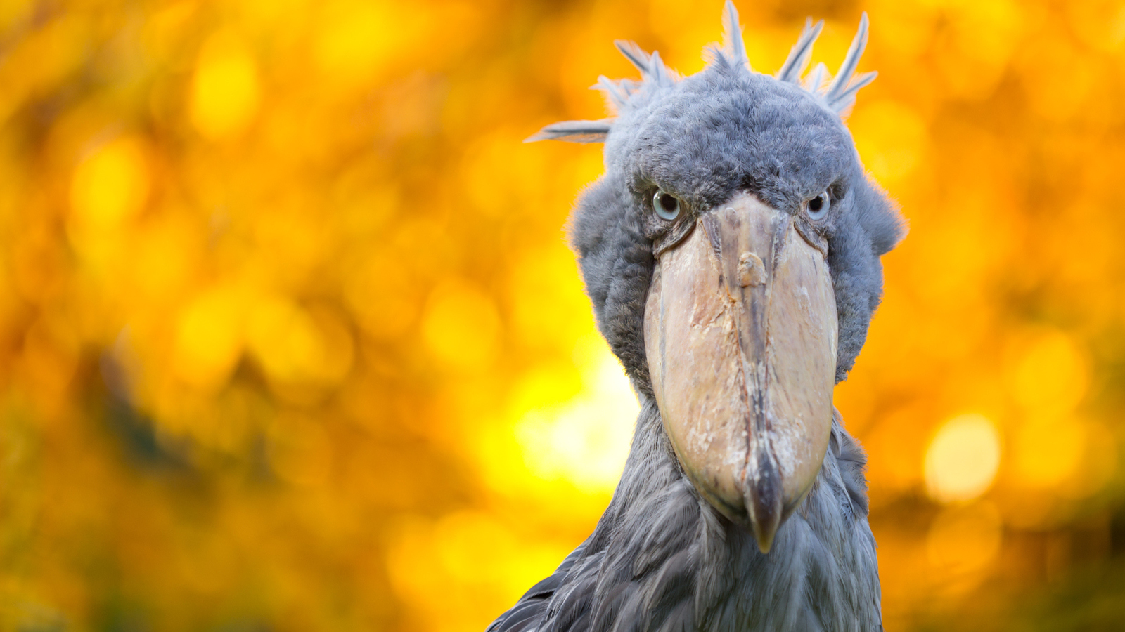 real animals that look fake Shoebill bird