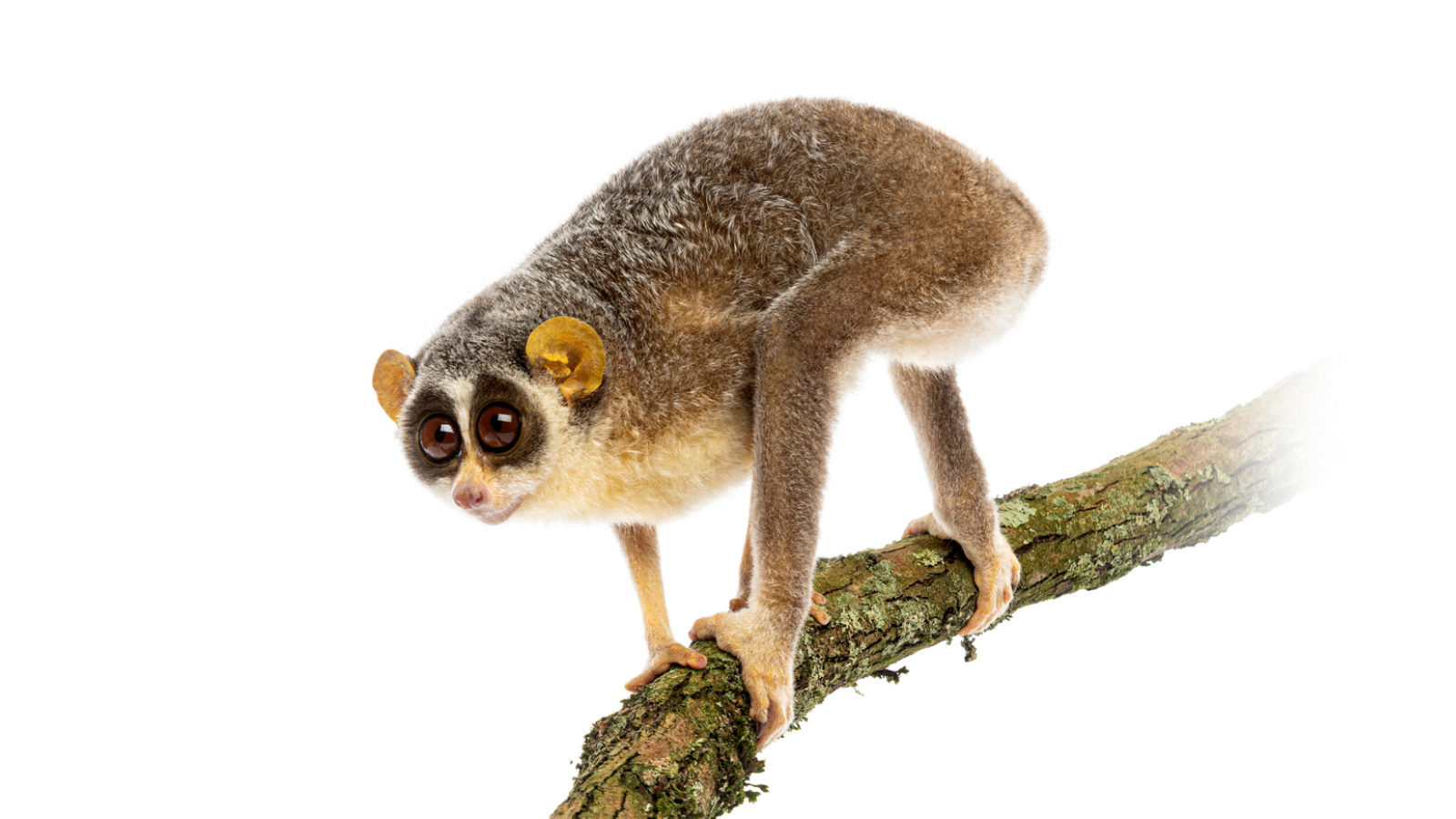 real animals that look fake slow loris