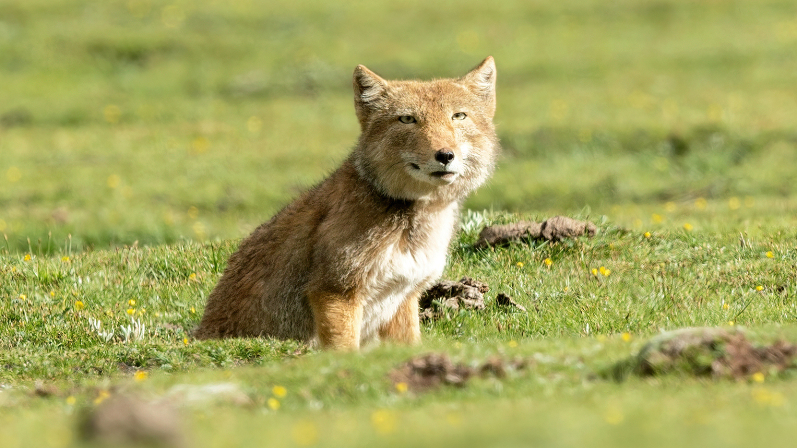 real animals that look fake Tibetan fox