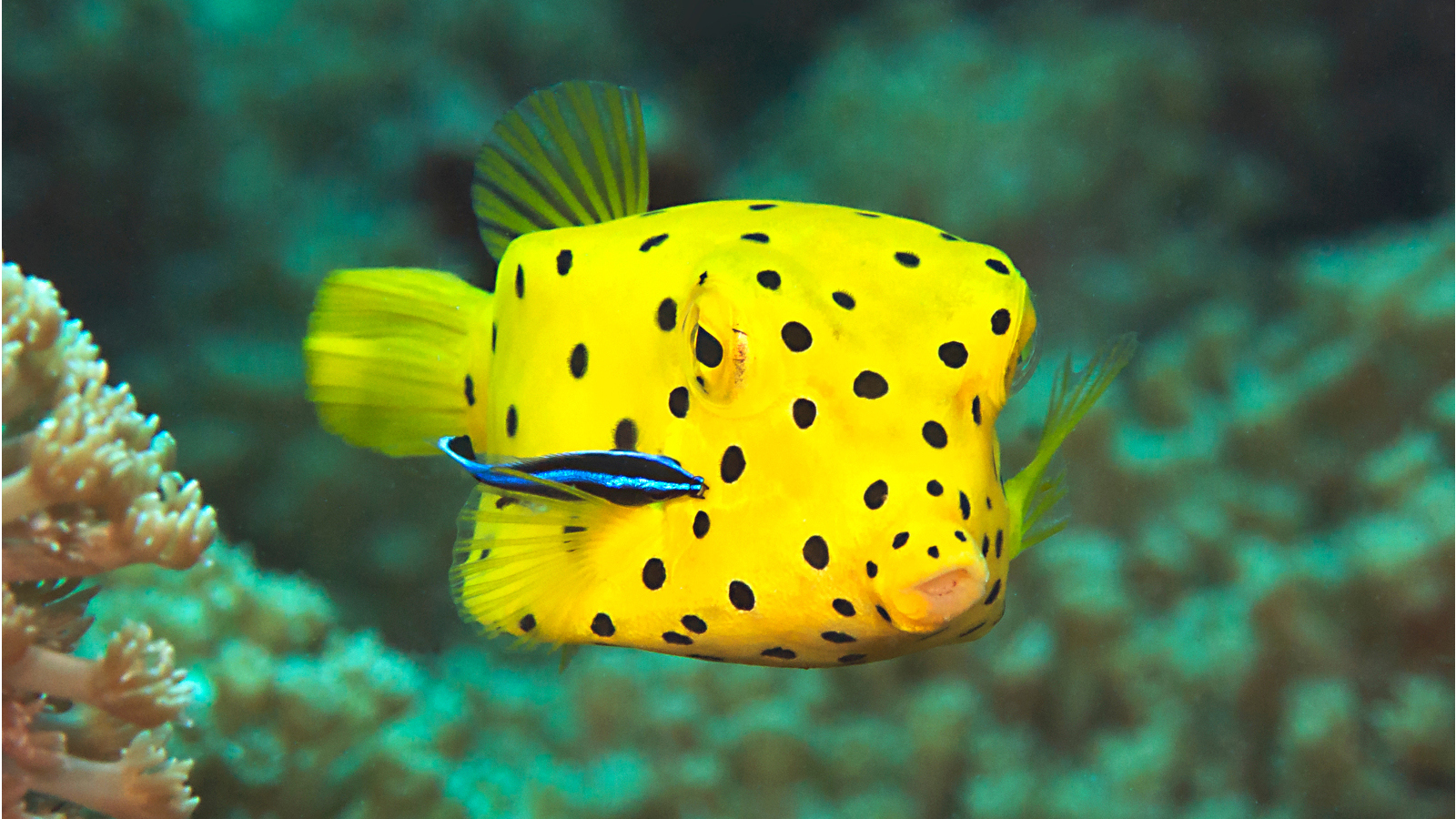real animals that look fake yellow boxfish