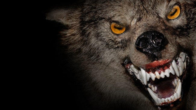 Scary wolf mask