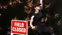 Mississippi Softball Game Postponed Amid Termite Outbreak Of Biblical Proportions