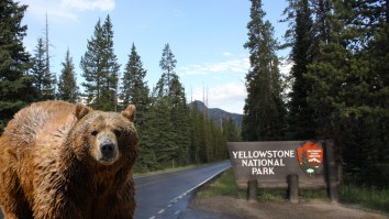 Two Hikers Seriously Injured In Yellowstone Bear Attack Found By Another Who Followed Bear Tracks To Grisly Scene (Video)