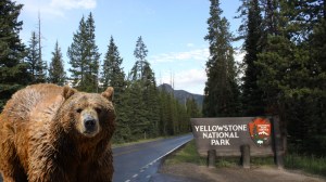 Grizzly bear in Yellowstone National Park