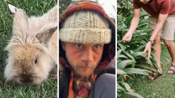 Man Says ‘Wild Bunny’ Has Been Living In His Yard For 8 Months. Then Commenters Realize What It Actually Is: ‘Please Please Rescue Him’