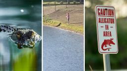 ‘Geraldine Standing On Business’: Woman’s Apartment Warns That There’s A Gator On The Property. Then Her Neighbor Walks Right Up To It