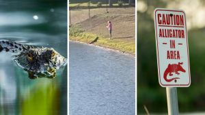 gator floating (l) woman walks up to gator (c) Gator warning (r)