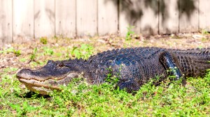 alligator-south-carolina