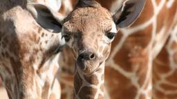 Baby Giraffes That Went Missing Found More Than A Year After Vanishing From Virginia Zoo