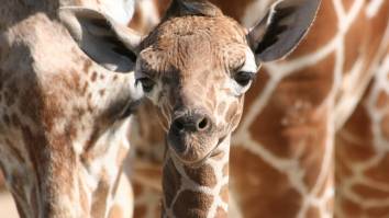 Baby Giraffes That Went Missing Found More Than A Year After Vanishing From Virginia Zoo