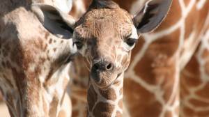baby giraffe