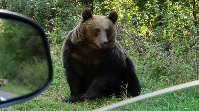 View of bear through car window