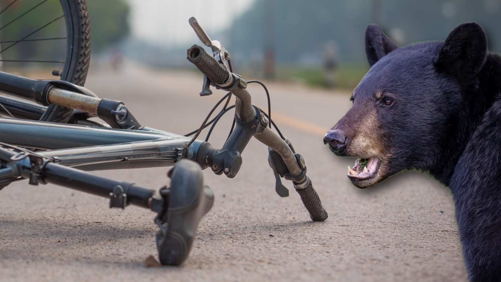 California Cyclist Plows Into Bear At 25 MPH And Winds Up In The Hospital After Eating Pavement