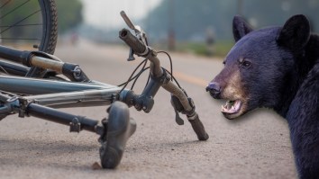California Cyclist Plows Into Bear At 25 MPH And Winds Up In The Hospital After Eating Pavement
