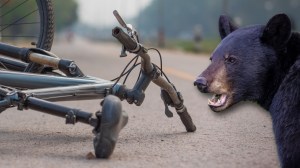 Bear next to bike crash