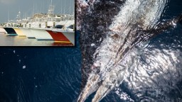 Big Rock Fishing Tournament History Is Made: 919lb Blue Marlin Likely Worth Record $6.2 Million In Prize Money