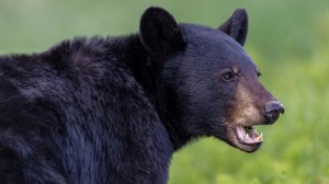 Black bear