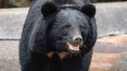 Multiple People Injured After Bear Rampages Through Japanese City As Country Grapples With Spike In Attacks