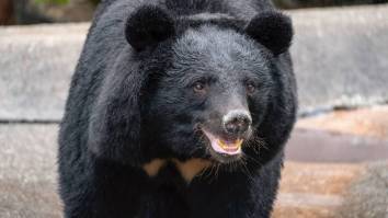Multiple People Injured After Bear Rampages Through Japanese City As Country Grapples With Spike In Attacks