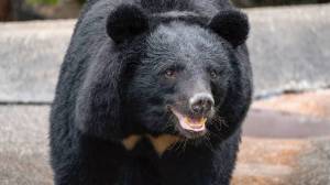 Black bear in Japan
