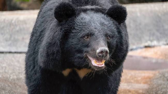 Black bear in Japan