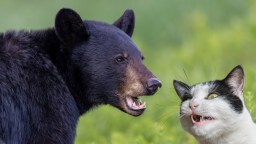 Fearless Cat Scares Away Massive Black Bear It Made Scramble Over The Fence Of A Backyard In Canada (Video)