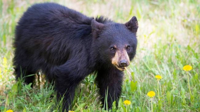 black bear yearling