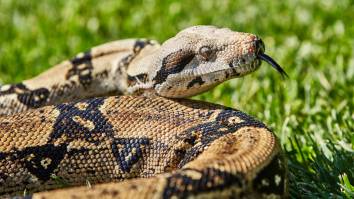 Golf Pro In England Encounters Two 10-Foot-Long Boa Constrictors On His Course In The Span Of A Week