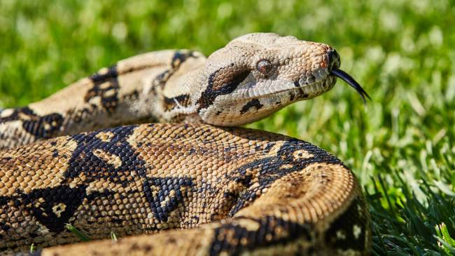 Boa constrictor in grass