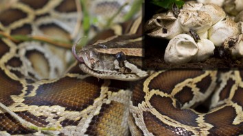 Florida Snake Wrangler Finds Huge Burmese Python With 20 Eggs Living Underneath A Neighborhood Sidewalk