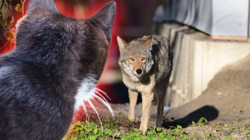 Cat Named ‘Puffy Girl’ Caught On Video Fighting Off Coyote Outside California Home