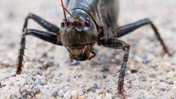 Millions Of Crickets Are Wreaking Havoc, Creating Road Hazards In Oregon, Nevada And Idaho