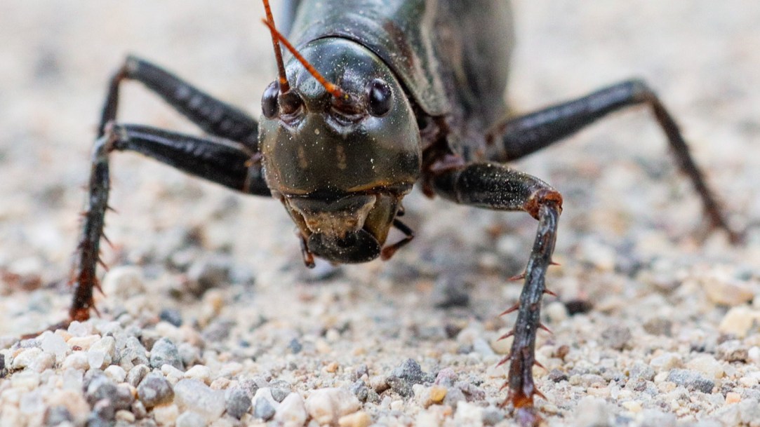 close-up-view-of-a-mormon-crickets