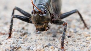 close-up-view-of-a-mormon-crickets