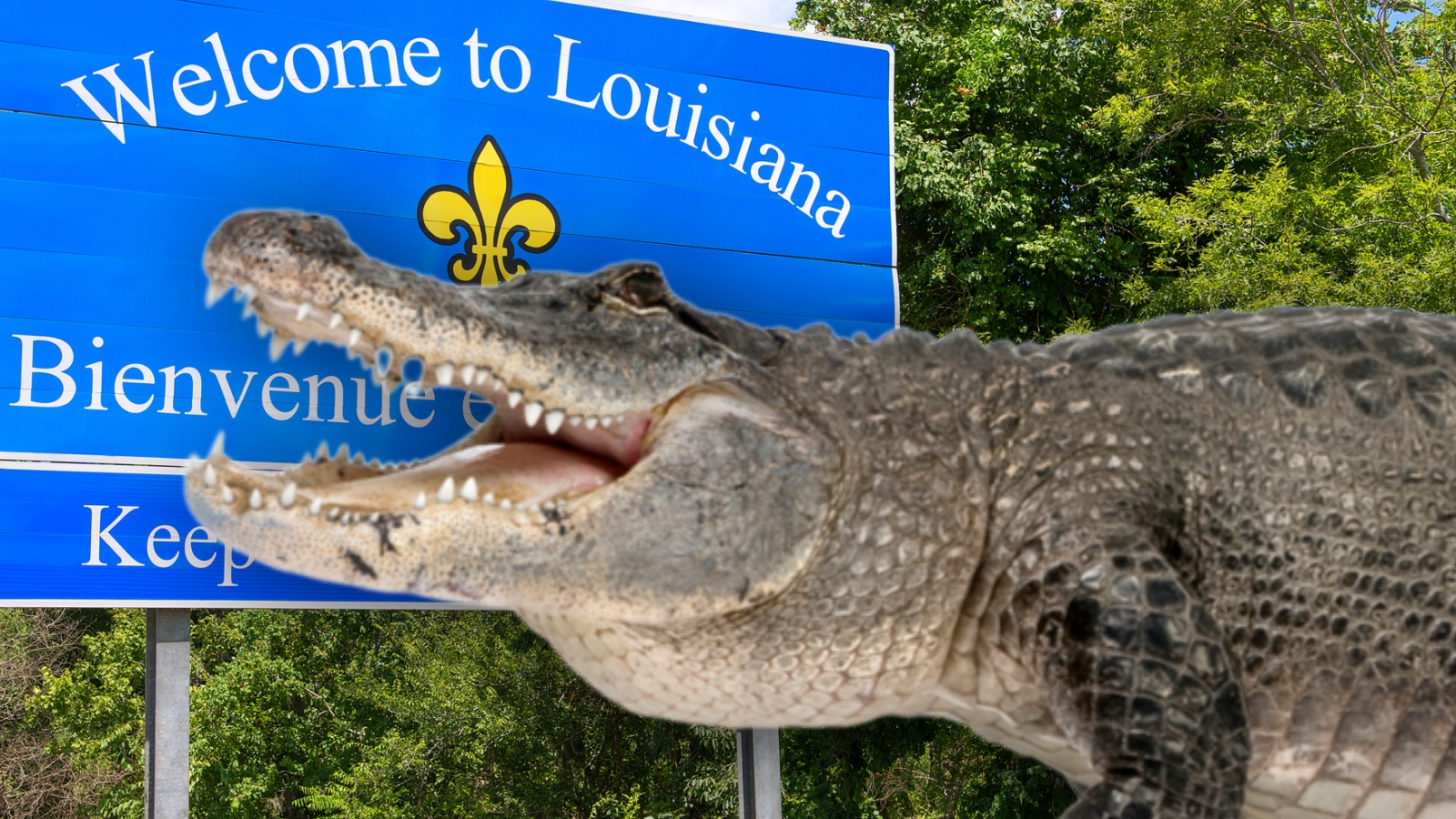 Louisiana Man Attacked By Alligator After Running Into Swamp During Police Chase