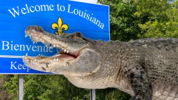 Louisiana Man Attacked By Alligator After Running Into Swamp During Police Chase