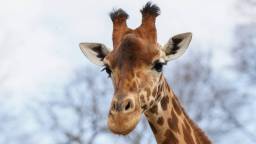 A Giraffe Has Spent More Than A Week On The Lam In Texas After Escaping From A Ranch