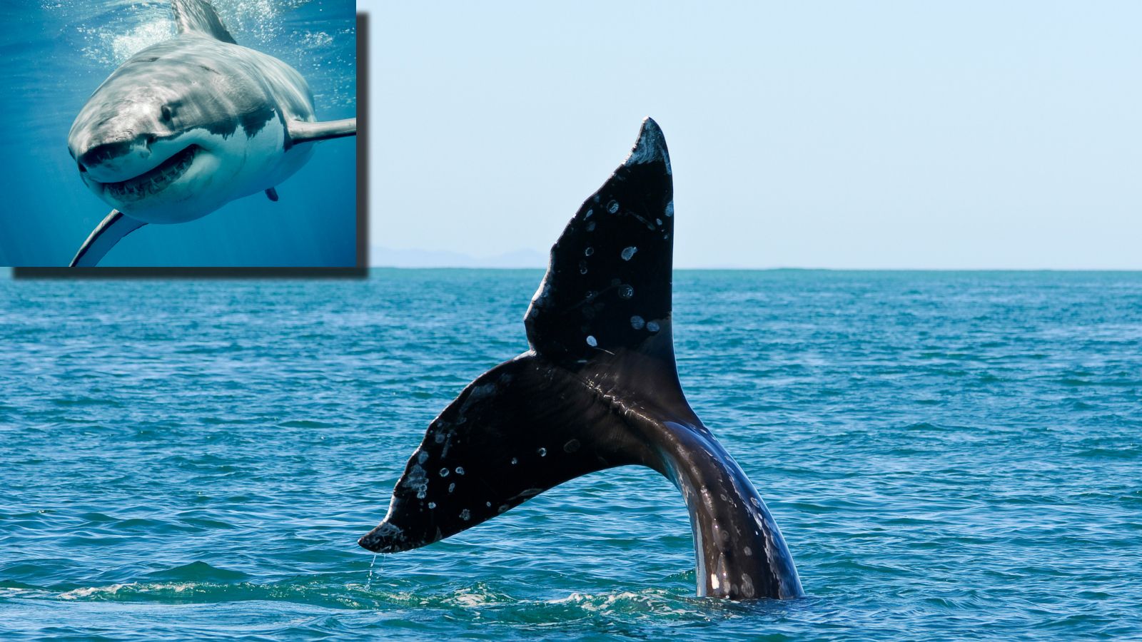 great white shark versus whale tail
