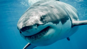 Surfer Bitten By Shark Reveals How He Was Able To Survive The Attack: ‘I Know I Got Off Lightly’