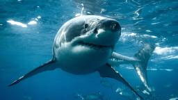 Fisherman Climbs On Great White To Free It After Accidentally Catching Shark On Nantucket Beach