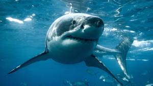 Great white shark